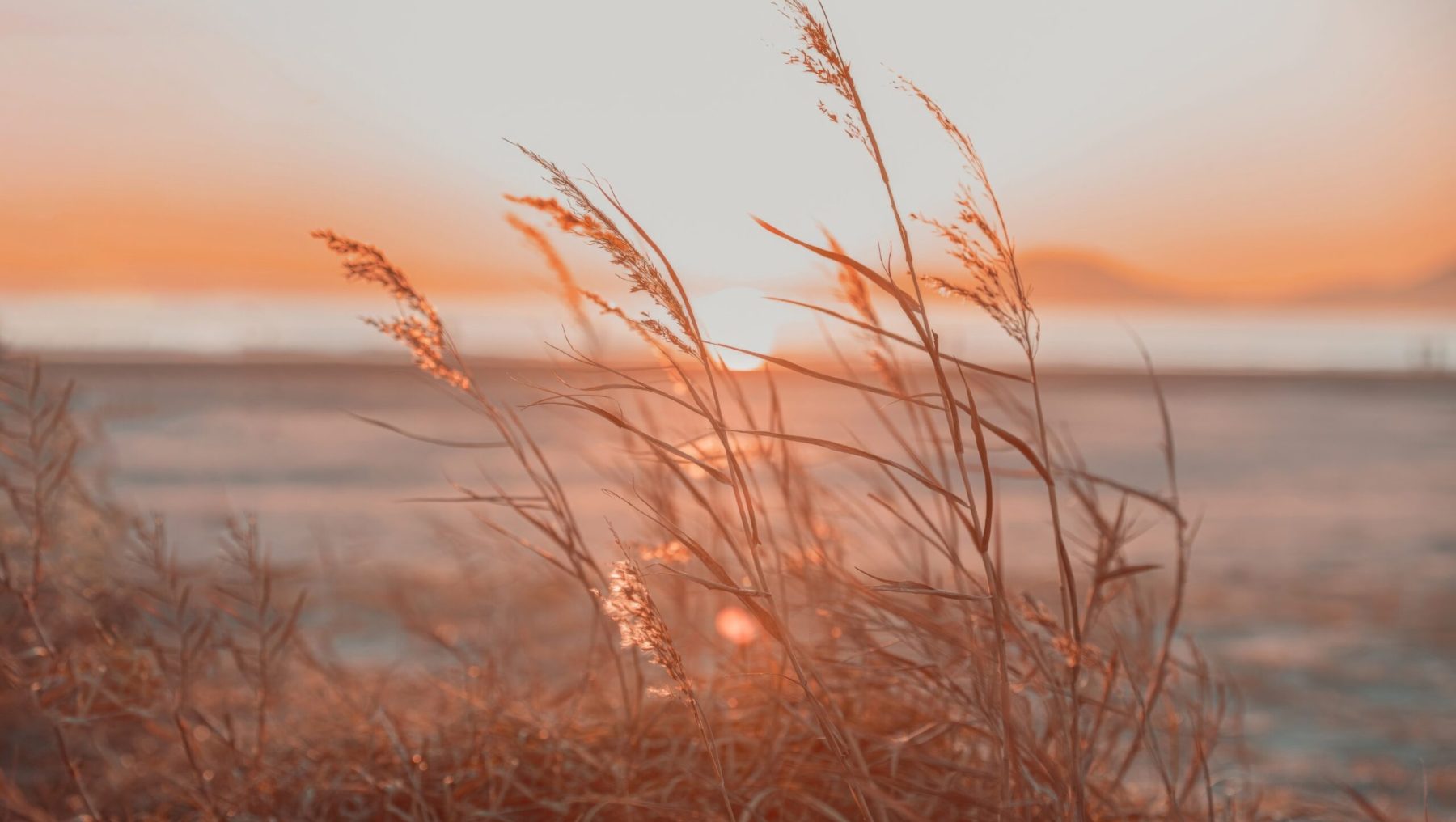 팝업창갈대사진-standard v2-4000h